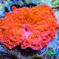 Ultra Peach Bubble Corallimorph Coral WYSIWYG 1.7cm A2R1B2 Ultra Peach Bubble Corallimorph Coral WYSIWYG 1.7cm A2R1B2 Animals & Pet Supplies Ultra Peach Bubble Corallimorph Coral WYSIWYG 1.7cm A2R1B2 Zeo Box Reef