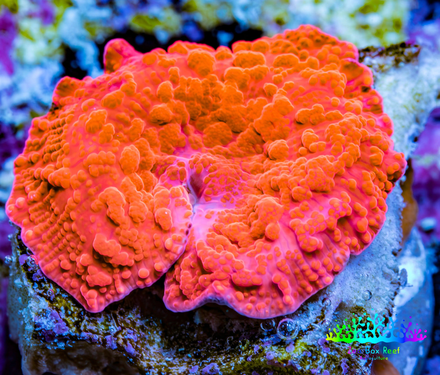 Ultra Peach Bubble Corallimorph Coral WYSIWYG 1.7cm A2R1B2 Ultra Peach Bubble Corallimorph Coral WYSIWYG 1.7cm A2R1B2 Animals & Pet Supplies Ultra Peach Bubble Corallimorph Coral WYSIWYG 1.7cm A2R1B2 Zeo Box Reef
