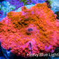 Ultra Peach Bubble Corallimorph Coral WYSIWYG 1.7cm A2R1B2 Ultra Peach Bubble Corallimorph Coral WYSIWYG 1.7cm A2R1B2 Animals & Pet Supplies Ultra Peach Bubble Corallimorph Coral WYSIWYG 1.7cm A2R1B2 Zeo Box Reef