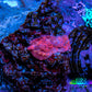 Ultra Peach Bubble Corallimorph Coral WYSIWYG 1cm Ultra Peach Bubble Corallimorph Coral WYSIWYG 1cm Animals & Pet Supplies Ultra Peach Bubble Corallimorph Coral WYSIWYG 1cm Zeo Box Reef