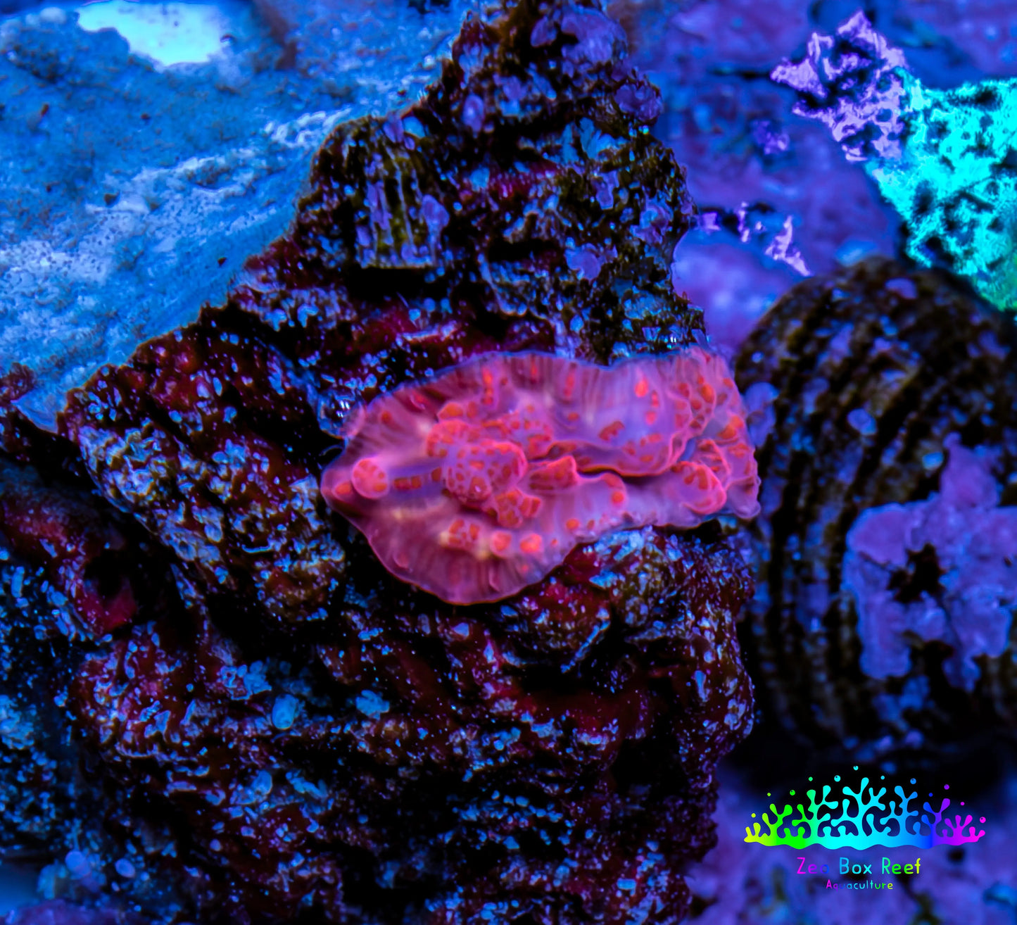 Ultra Peach Bubble Corallimorph Coral WYSIWYG 1cm Ultra Peach Bubble Corallimorph Coral WYSIWYG 1cm Animals & Pet Supplies Ultra Peach Bubble Corallimorph Coral WYSIWYG 1cm Zeo Box Reef