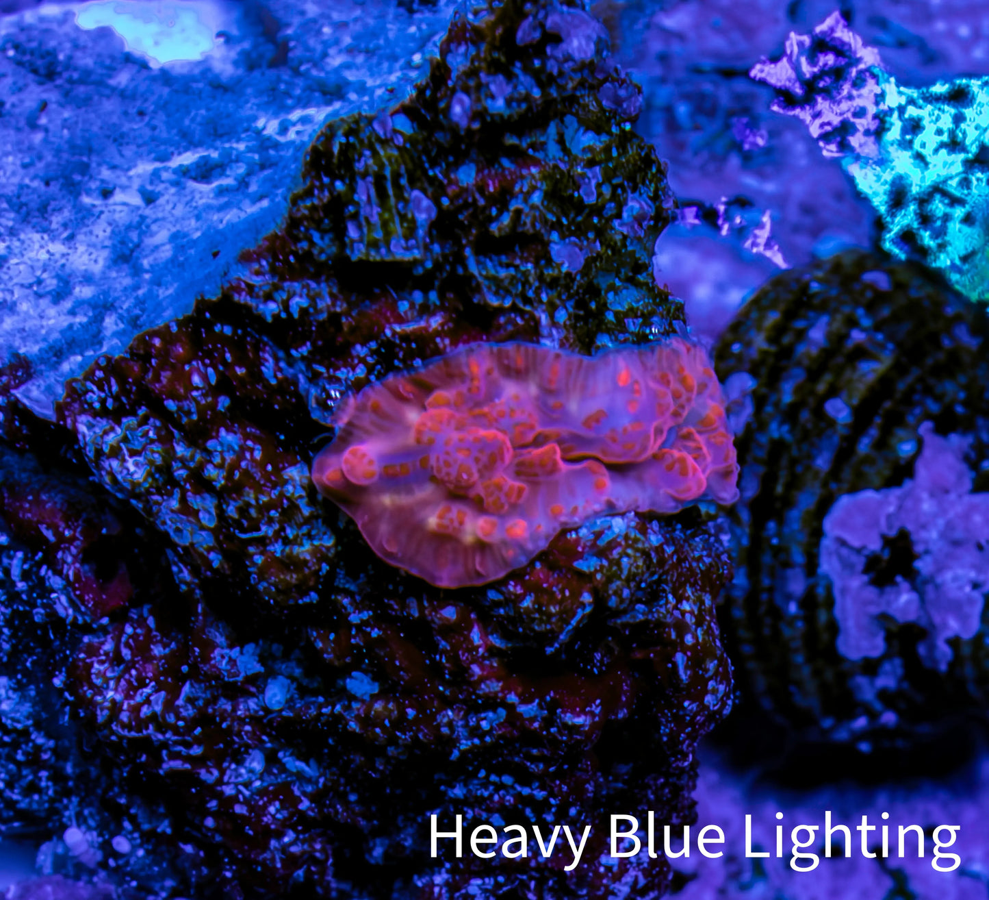 Ultra Peach Bubble Corallimorph Coral WYSIWYG 1cm Ultra Peach Bubble Corallimorph Coral WYSIWYG 1cm Animals & Pet Supplies Ultra Peach Bubble Corallimorph Coral WYSIWYG 1cm Zeo Box Reef