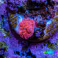 Ultra Peach Bubble Corallimorph Coral WYSIWYG 1cm Ultra Peach Bubble Corallimorph Coral WYSIWYG 1cm Animals & Pet Supplies Ultra Peach Bubble Corallimorph Coral WYSIWYG 1cm Zeo Box Reef