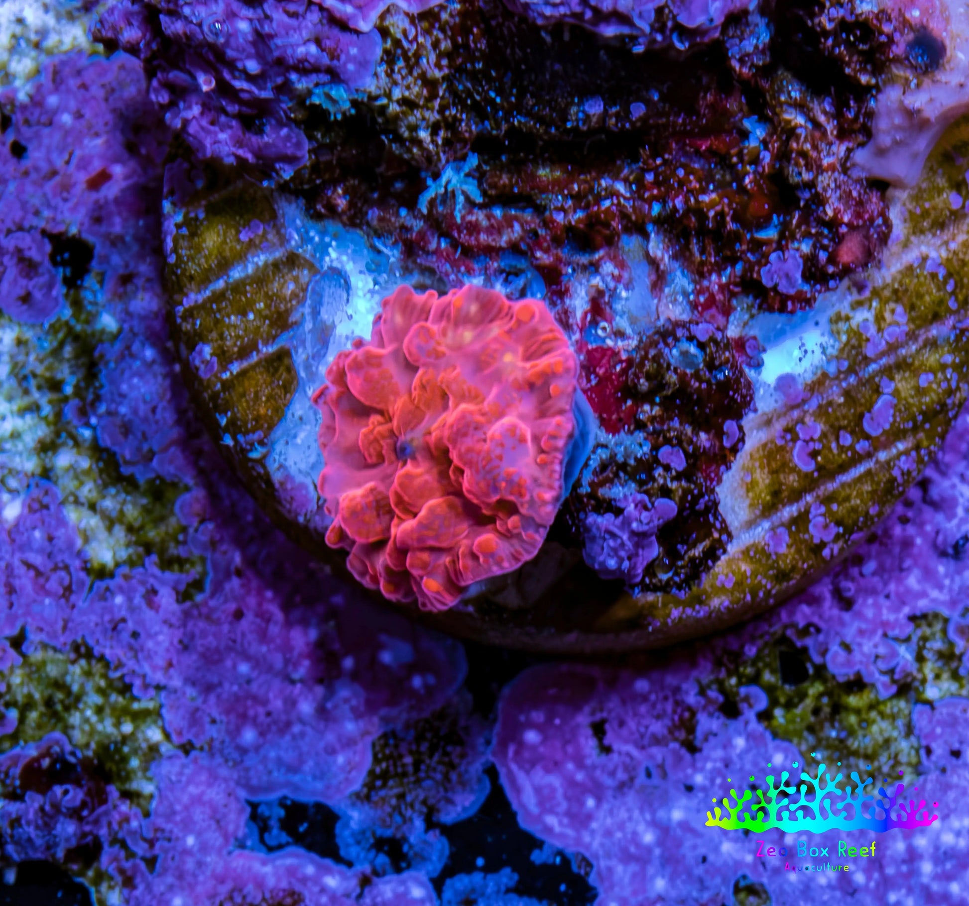 Ultra Peach Bubble Corallimorph Coral WYSIWYG 1cm Ultra Peach Bubble Corallimorph Coral WYSIWYG 1cm Animals & Pet Supplies Ultra Peach Bubble Corallimorph Coral WYSIWYG 1cm Zeo Box Reef