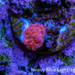 Ultra Peach Bubble Corallimorph Coral WYSIWYG 1cm Ultra Peach Bubble Corallimorph Coral WYSIWYG 1cm Animals & Pet Supplies Ultra Peach Bubble Corallimorph Coral WYSIWYG 1cm Zeo Box Reef