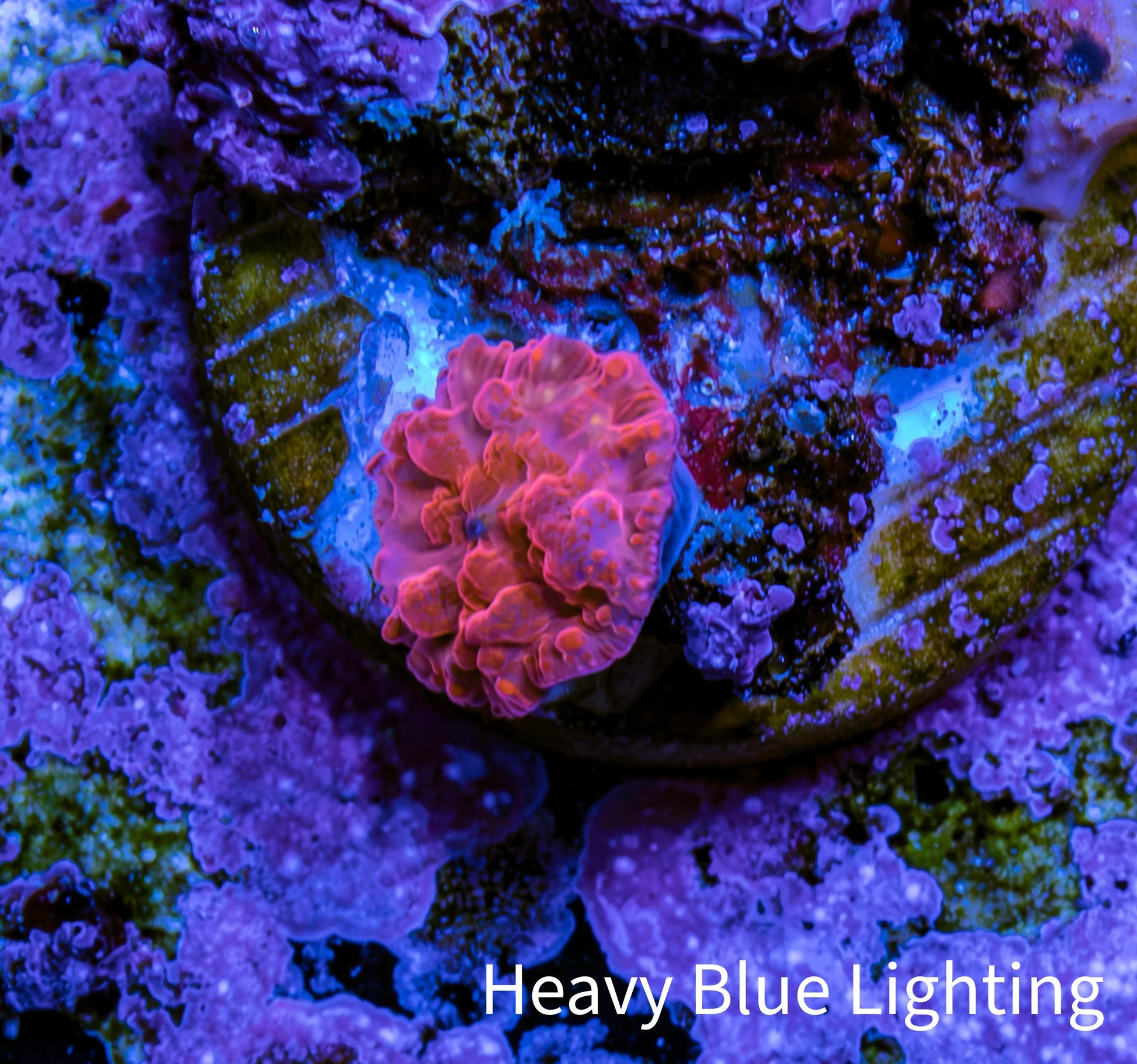 Ultra Peach Bubble Corallimorph Coral WYSIWYG 1cm Ultra Peach Bubble Corallimorph Coral WYSIWYG 1cm Animals & Pet Supplies Ultra Peach Bubble Corallimorph Coral WYSIWYG 1cm Zeo Box Reef