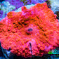 Ultra Peach Bubble Corallimorph Coral WYSIWYG 2cm A1R1B2 Ultra Peach Bubble Corallimorph Coral WYSIWYG 2cm A1R1B2 Animals & Pet Supplies Ultra Peach Bubble Corallimorph Coral WYSIWYG 2cm A1R1B2 Zeo Box Reef