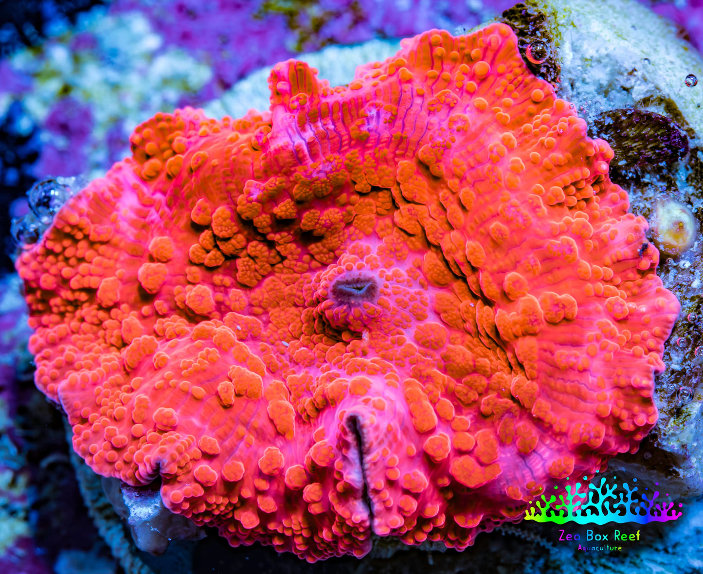 Ultra Peach Bubble Corallimorph Coral WYSIWYG 2cm A1R1B2 Ultra Peach Bubble Corallimorph Coral WYSIWYG 2cm A1R1B2 Animals & Pet Supplies Ultra Peach Bubble Corallimorph Coral WYSIWYG 2cm A1R1B2 Zeo Box Reef