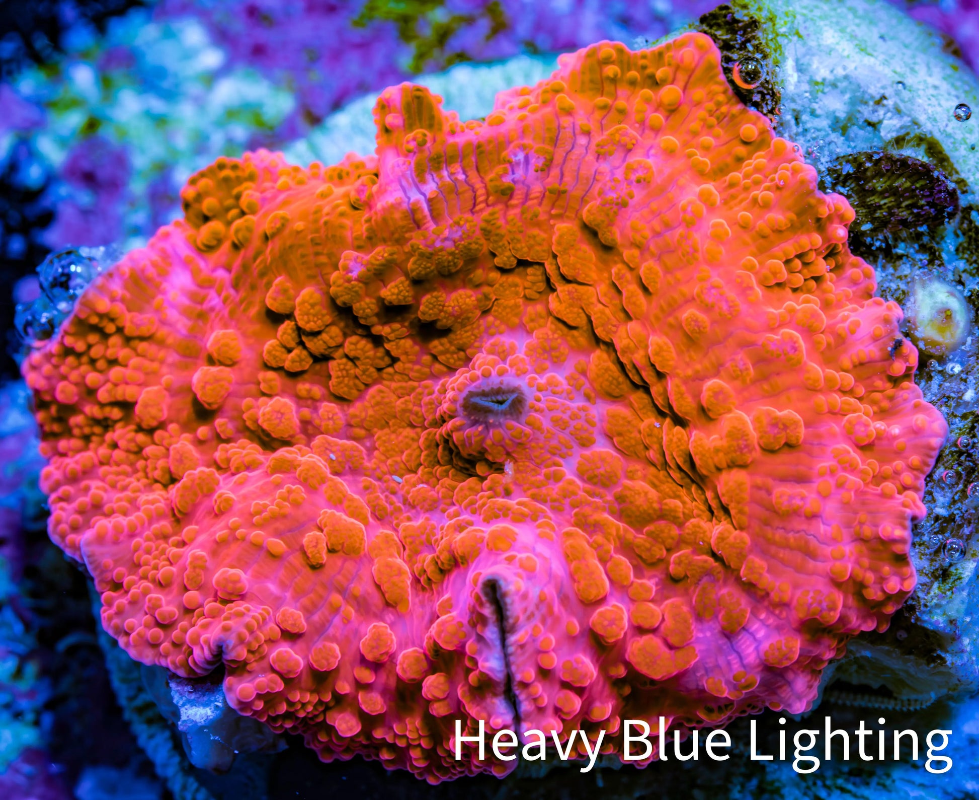 Ultra Peach Bubble Corallimorph Coral WYSIWYG 2cm A1R1B2 Ultra Peach Bubble Corallimorph Coral WYSIWYG 2cm A1R1B2 Animals & Pet Supplies Ultra Peach Bubble Corallimorph Coral WYSIWYG 2cm A1R1B2 Zeo Box Reef
