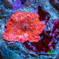 Ultra Peach Bubble Corallimorph Coral WYSIWYG 2cm Ultra Peach Bubble Corallimorph Coral WYSIWYG 2cm Animals & Pet Supplies Ultra Peach Bubble Corallimorph Coral WYSIWYG 2cm Zeo Box Reef