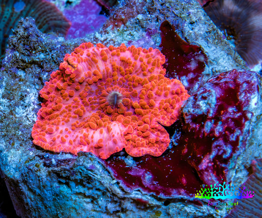 Ultra Peach Bubble Corallimorph Coral WYSIWYG 2cm Ultra Peach Bubble Corallimorph Coral WYSIWYG 2cm Animals & Pet Supplies Ultra Peach Bubble Corallimorph Coral WYSIWYG 2cm Zeo Box Reef