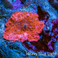 Ultra Peach Bubble Corallimorph Coral WYSIWYG 2cm Ultra Peach Bubble Corallimorph Coral WYSIWYG 2cm Animals & Pet Supplies Ultra Peach Bubble Corallimorph Coral WYSIWYG 2cm Zeo Box Reef
