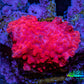 Ultra Peach Bubble Corallimorph Coral WYSIWYG 2cm Ultra Peach Bubble Corallimorph Coral WYSIWYG 2cm Animals & Pet Supplies Ultra Peach Bubble Corallimorph Coral WYSIWYG 2cm Zeo Box Reef