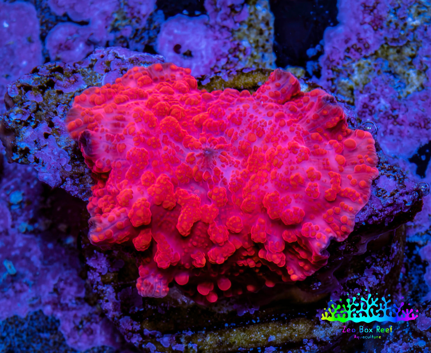 Ultra Peach Bubble Corallimorph Coral WYSIWYG 2cm Ultra Peach Bubble Corallimorph Coral WYSIWYG 2cm Animals & Pet Supplies Ultra Peach Bubble Corallimorph Coral WYSIWYG 2cm Zeo Box Reef