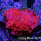 Ultra Peach Bubble Corallimorph Coral WYSIWYG 2cm Ultra Peach Bubble Corallimorph Coral WYSIWYG 2cm Animals & Pet Supplies Ultra Peach Bubble Corallimorph Coral WYSIWYG 2cm Zeo Box Reef