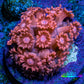 Ultra Peach Goniopora Cora Fragl, WYSIWYG D1R4B1 Ultra Peach Goniopora Cora Fragl, WYSIWYG D1R4B1 Animals & Pet Supplies Ultra Peach Goniopora Cora Fragl, WYSIWYG D1R4B1 Zeo Box Reef