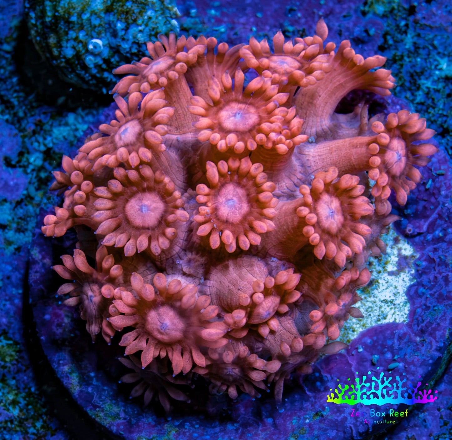 Ultra Peach Goniopora Cora Fragl, WYSIWYG D1R4B1 Ultra Peach Goniopora Cora Fragl, WYSIWYG D1R4B1 Animals & Pet Supplies Ultra Peach Goniopora Cora Fragl, WYSIWYG D1R4B1 Zeo Box Reef