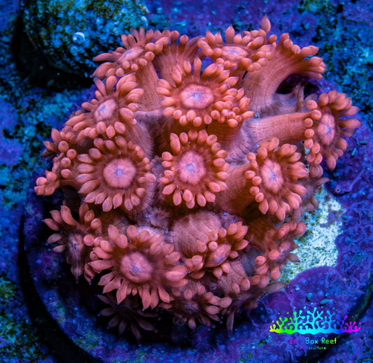 Ultra Peach Goniopora Cora Fragl, WYSIWYG D1R4B1 Ultra Peach Goniopora Cora Fragl, WYSIWYG D1R4B1 Animals & Pet Supplies Ultra Peach Goniopora Cora Fragl, WYSIWYG D1R4B1 Zeo Box Reef