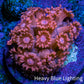 Ultra Peach Goniopora Cora Fragl, WYSIWYG D1R4B1 Ultra Peach Goniopora Cora Fragl, WYSIWYG D1R4B1 Animals & Pet Supplies Ultra Peach Goniopora Cora Fragl, WYSIWYG D1R4B1 Zeo Box Reef
