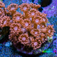 Ultra Peach Goniopora Coral Frag, WYSIWYG D3R4B1 Ultra Peach Goniopora Coral Frag, WYSIWYG D3R4B1 Animals & Pet Supplies Ultra Peach Goniopora Coral Frag, WYSIWYG D3R4B1 Zeo Box Reef