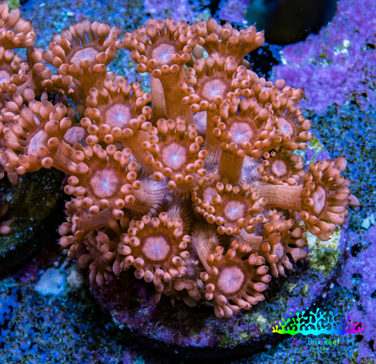 Ultra Peach Goniopora Coral Frag, WYSIWYG D3R4B1 Ultra Peach Goniopora Coral Frag, WYSIWYG D3R4B1 Animals & Pet Supplies Ultra Peach Goniopora Coral Frag, WYSIWYG D3R4B1 Zeo Box Reef