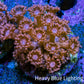 Ultra Peach Goniopora Coral Frag, WYSIWYG D3R4B1 Ultra Peach Goniopora Coral Frag, WYSIWYG D3R4B1 Animals & Pet Supplies Ultra Peach Goniopora Coral Frag, WYSIWYG D3R4B1 Zeo Box Reef