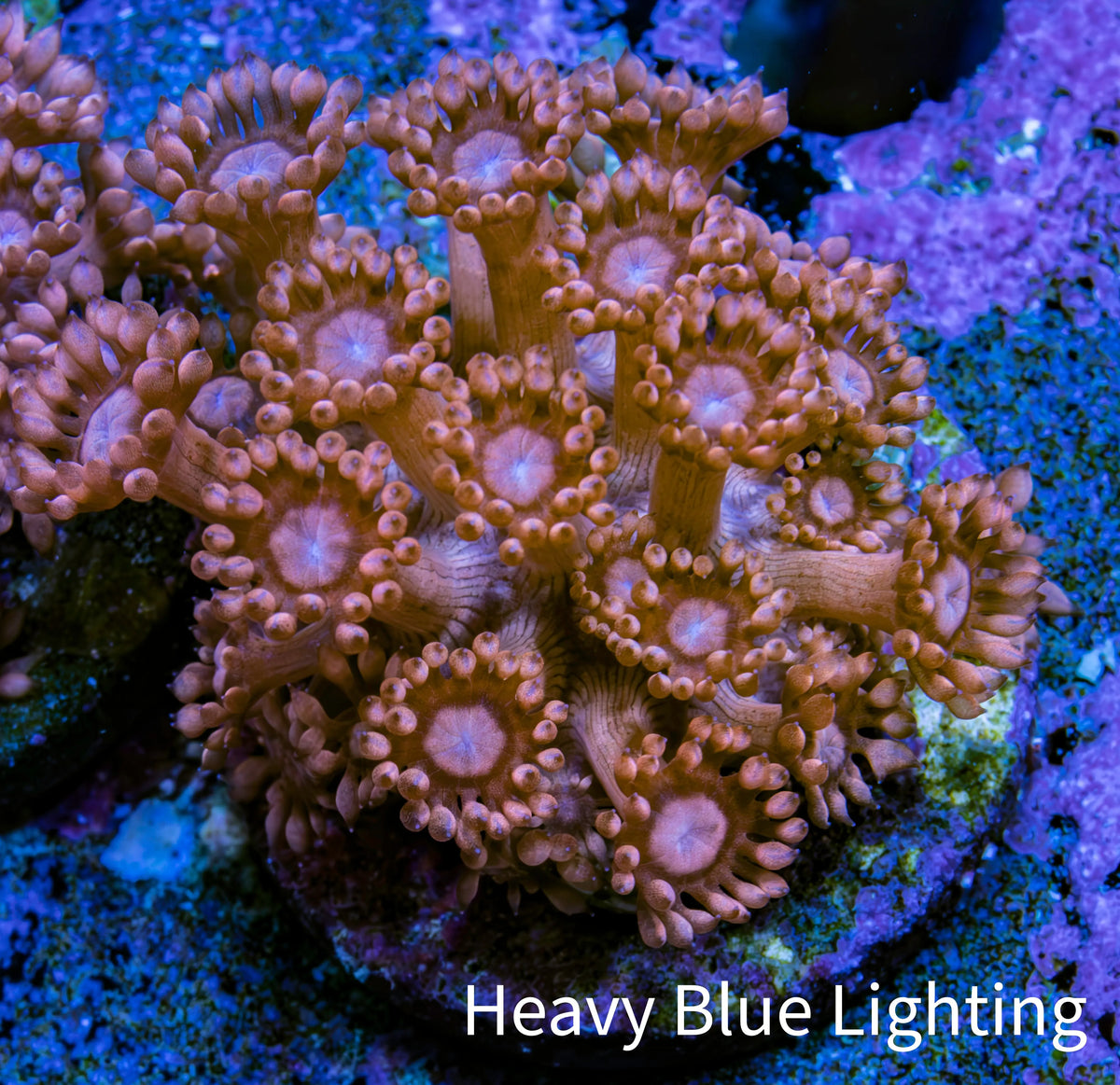 Ultra Peach Goniopora Coral Frag, WYSIWYG D3R4B1 Ultra Peach Goniopora Coral Frag, WYSIWYG D3R4B1 Animals & Pet Supplies Ultra Peach Goniopora Coral Frag, WYSIWYG D3R4B1 Zeo Box Reef