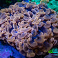 Ultra Peach Lavender Hammer Coral WYSIWYG Ultra Peach Lavender Hammer Coral WYSIWYG Aquarium Decor Ultra Peach Lavender Hammer Coral WYSIWYG Zeo Box Reef