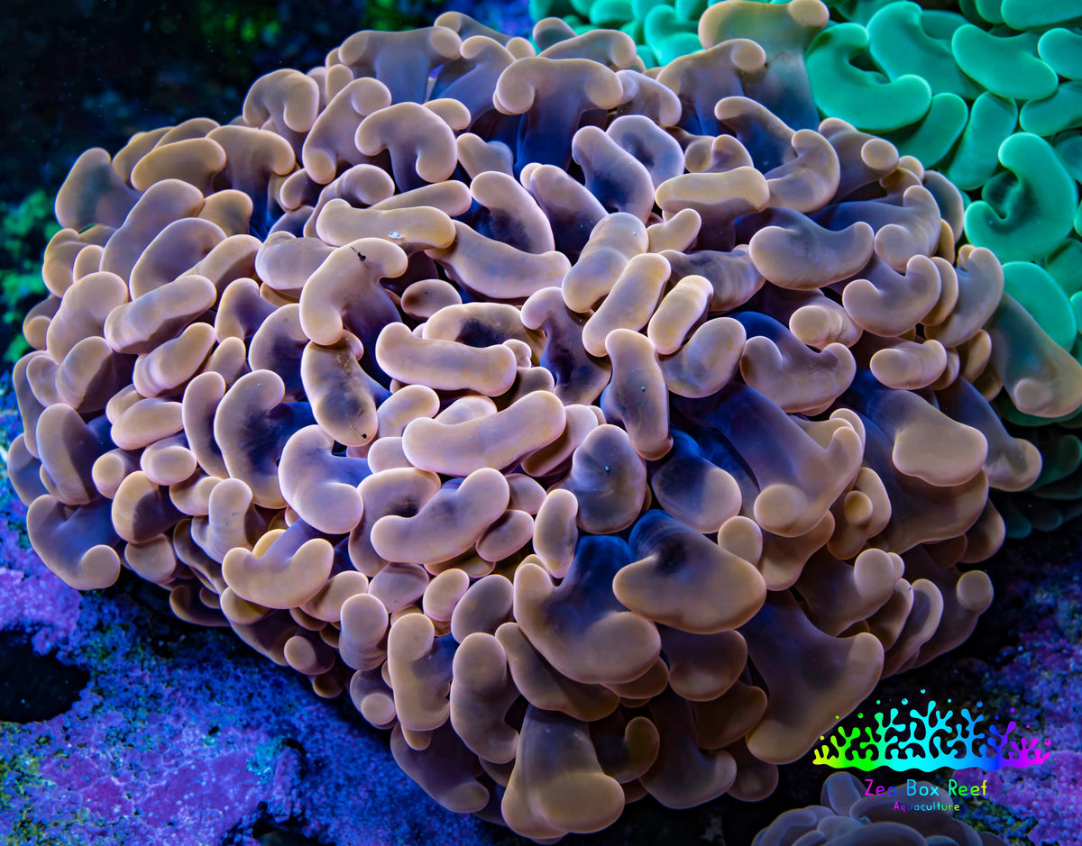 Ultra Peach Lavender Hammer Coral WYSIWYG Ultra Peach Lavender Hammer Coral WYSIWYG Aquarium Decor Ultra Peach Lavender Hammer Coral WYSIWYG Zeo Box Reef