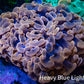 Ultra Peach Lavender Hammer Coral WYSIWYG Ultra Peach Lavender Hammer Coral WYSIWYG Aquarium Decor Ultra Peach Lavender Hammer Coral WYSIWYG Zeo Box Reef