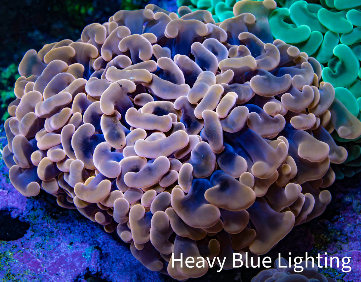 Ultra Peach Lavender Hammer Coral WYSIWYG Ultra Peach Lavender Hammer Coral WYSIWYG Aquarium Decor Ultra Peach Lavender Hammer Coral WYSIWYG Zeo Box Reef