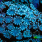 Ultra Peach & Blue Alveopora Coral Frag A4 Ultra Peach & Blue Alveopora Coral Frag A4 Animals & Pet Supplies Ultra Peach & Blue Alveopora Coral Frag A4 Zeo Box Reef