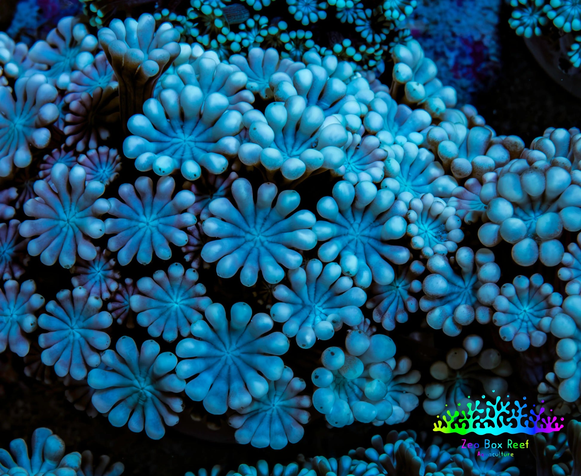 Ultra Peach & Blue Alveopora Coral Frag A4 Ultra Peach & Blue Alveopora Coral Frag A4 Animals & Pet Supplies Ultra Peach & Blue Alveopora Coral Frag A4 Zeo Box Reef