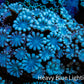 Ultra Peach & Blue Alveopora Coral Frag A4 Ultra Peach & Blue Alveopora Coral Frag A4 Animals & Pet Supplies Ultra Peach & Blue Alveopora Coral Frag A4 Zeo Box Reef