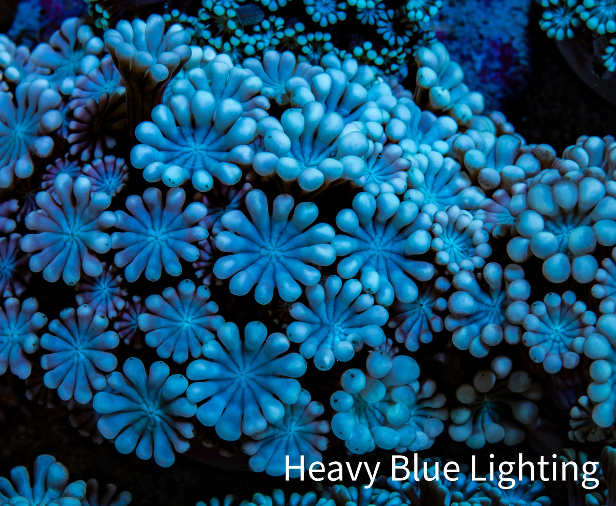 Ultra Peach & Blue Alveopora Coral Frag A4 Ultra Peach & Blue Alveopora Coral Frag A4 Animals & Pet Supplies Ultra Peach & Blue Alveopora Coral Frag A4 Zeo Box Reef