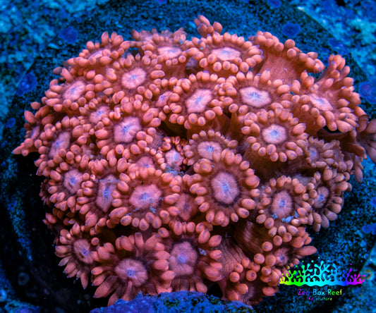 Ultra Peach & Pink Goniopora Cora Fragl, WYSIWYG D2R4B1 Ultra Peach & Pink Goniopora Cora Fragl, WYSIWYG D2R4B1 Animals & Pet Supplies Ultra Peach & Pink Goniopora Cora Fragl, WYSIWYG D2R4B1 Zeo Box Reef