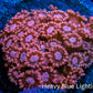 Ultra Peach & Pink Goniopora Cora Fragl, WYSIWYG D2R4B1 Ultra Peach & Pink Goniopora Cora Fragl, WYSIWYG D2R4B1 Animals & Pet Supplies Ultra Peach & Pink Goniopora Cora Fragl, WYSIWYG D2R4B1 Zeo Box Reef