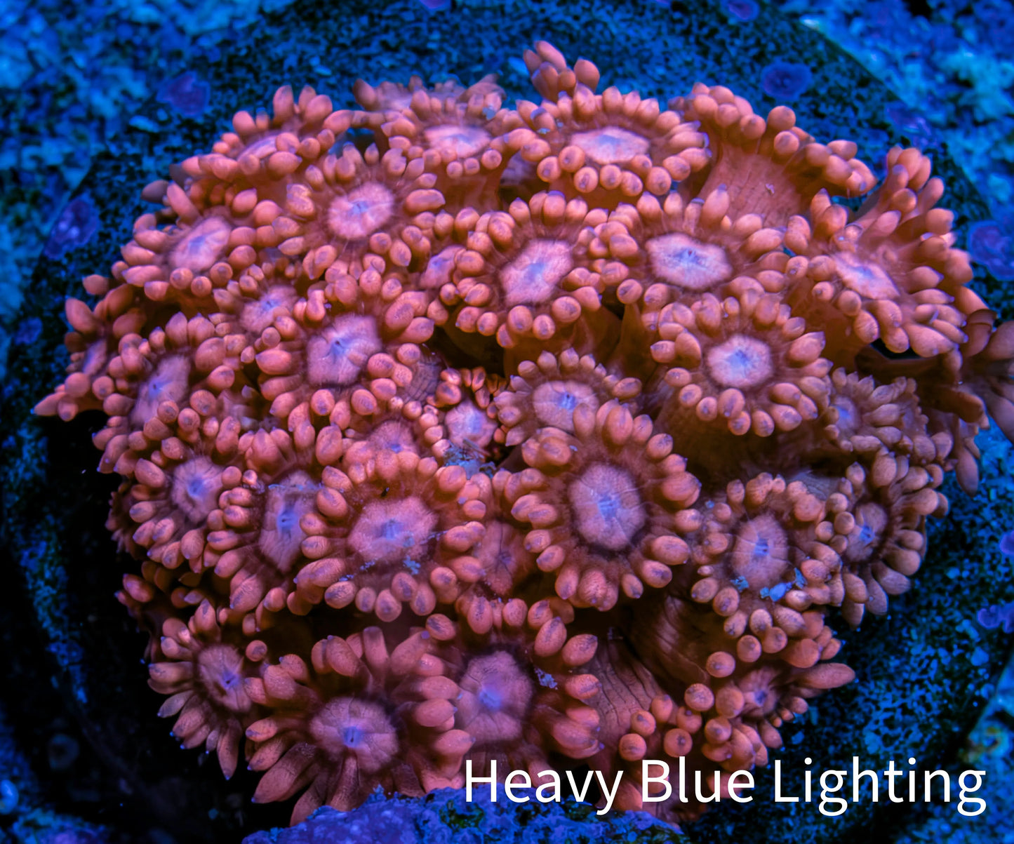 Ultra Peach & Pink Goniopora Cora Fragl, WYSIWYG D2R4B1 Ultra Peach & Pink Goniopora Cora Fragl, WYSIWYG D2R4B1 Animals & Pet Supplies Ultra Peach & Pink Goniopora Cora Fragl, WYSIWYG D2R4B1 Zeo Box Reef