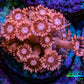 Ultra Peach & Pink Goniopora Cora Fragl, WYSIWYG D4R4B1 Ultra Peach & Pink Goniopora Cora Fragl, WYSIWYG D4R4B1 Animals & Pet Supplies Ultra Peach & Pink Goniopora Cora Fragl, WYSIWYG D4R4B1 Zeo Box Reef