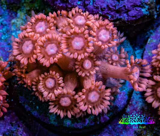 Ultra Peach & Pink Goniopora Cora Fragl, WYSIWYG D4R4B1 Ultra Peach & Pink Goniopora Cora Fragl, WYSIWYG D4R4B1 Animals & Pet Supplies Ultra Peach & Pink Goniopora Cora Fragl, WYSIWYG D4R4B1 Zeo Box Reef