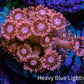 Ultra Peach & Pink Goniopora Cora Fragl, WYSIWYG D4R4B1 Ultra Peach & Pink Goniopora Cora Fragl, WYSIWYG D4R4B1 Animals & Pet Supplies Ultra Peach & Pink Goniopora Cora Fragl, WYSIWYG D4R4B1 Zeo Box Reef