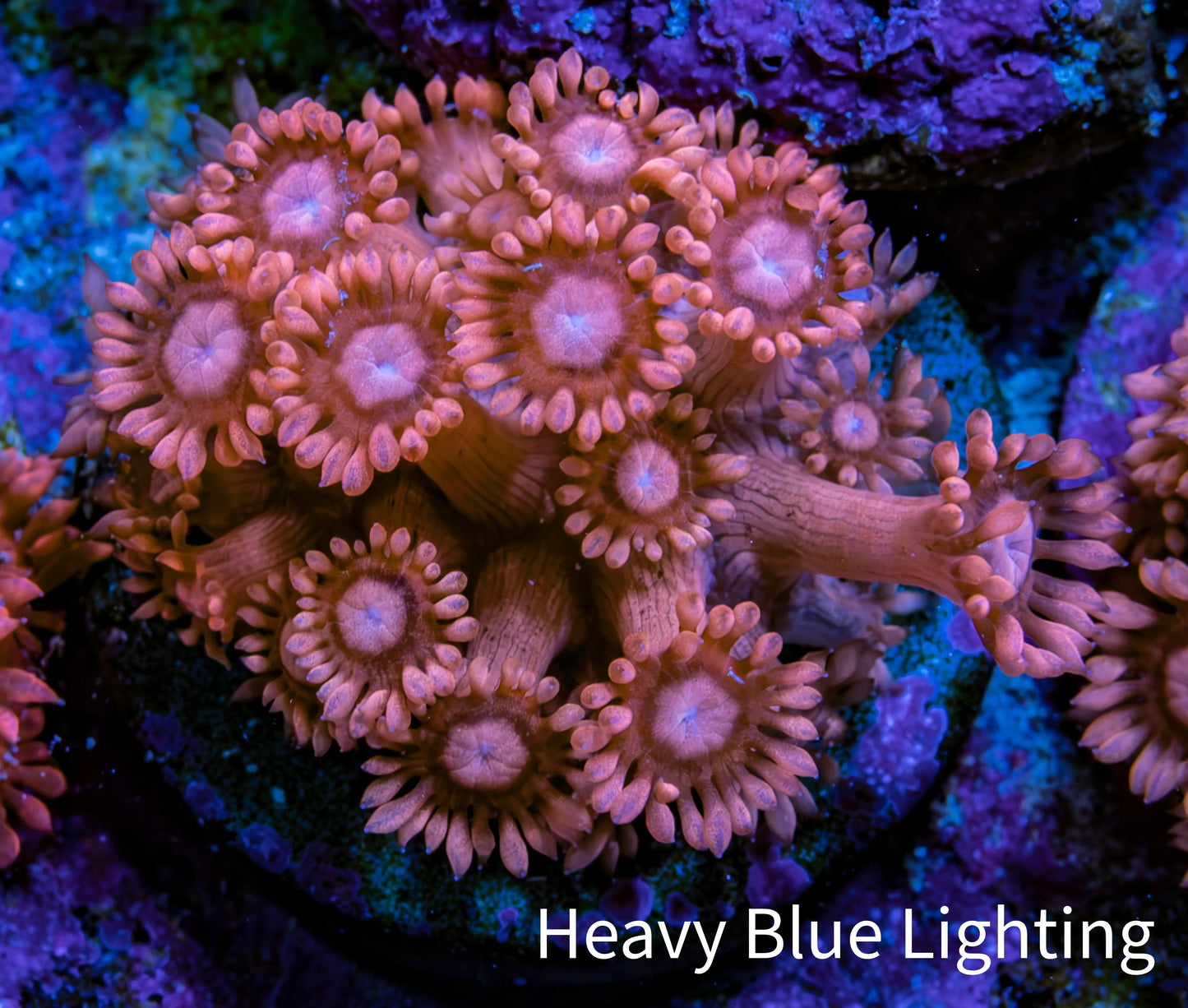 Ultra Peach & Pink Goniopora Cora Fragl, WYSIWYG D4R4B1 Ultra Peach & Pink Goniopora Cora Fragl, WYSIWYG D4R4B1 Animals & Pet Supplies Ultra Peach & Pink Goniopora Cora Fragl, WYSIWYG D4R4B1 Zeo Box Reef