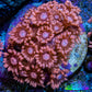 Ultra Peach & Pink Goniopora Cora Fragl, WYSIWYG D5R4B1 Ultra Peach & Pink Goniopora Cora Fragl, WYSIWYG D5R4B1 Animals & Pet Supplies Ultra Peach & Pink Goniopora Cora Fragl, WYSIWYG D5R4B1 Zeo Box Reef