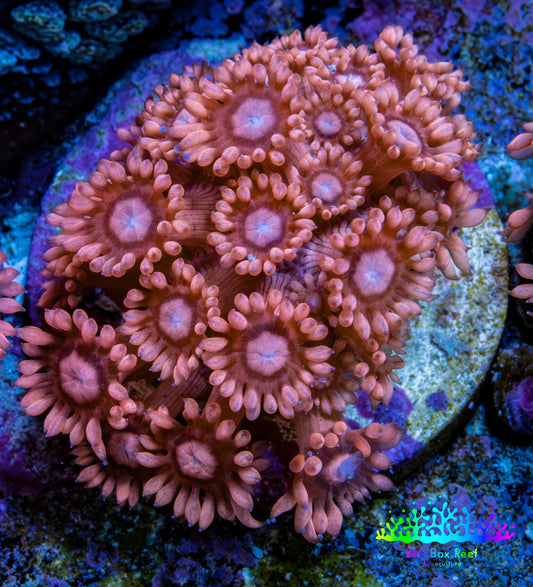 Ultra Peach & Pink Goniopora Cora Fragl, WYSIWYG D5R4B1 Ultra Peach & Pink Goniopora Cora Fragl, WYSIWYG D5R4B1 Animals & Pet Supplies Ultra Peach & Pink Goniopora Cora Fragl, WYSIWYG D5R4B1 Zeo Box Reef