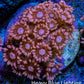 Ultra Peach & Pink Goniopora Cora Fragl, WYSIWYG D5R4B1 Ultra Peach & Pink Goniopora Cora Fragl, WYSIWYG D5R4B1 Animals & Pet Supplies Ultra Peach & Pink Goniopora Cora Fragl, WYSIWYG D5R4B1 Zeo Box Reef