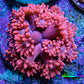 Ultra Pink Goni Frag WYSIWYG Ultra Pink Goni Frag WYSIWYG Animals & Pet Supplies Ultra Pink Goni Frag WYSIWYG Zeo Box Reef
