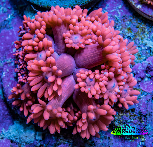Ultra Pink Goni Frag WYSIWYG Ultra Pink Goni Frag WYSIWYG Animals & Pet Supplies Ultra Pink Goni Frag WYSIWYG Zeo Box Reef