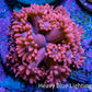 Ultra Pink Goni Frag WYSIWYG Ultra Pink Goni Frag WYSIWYG Animals & Pet Supplies Ultra Pink Goni Frag WYSIWYG Zeo Box Reef
