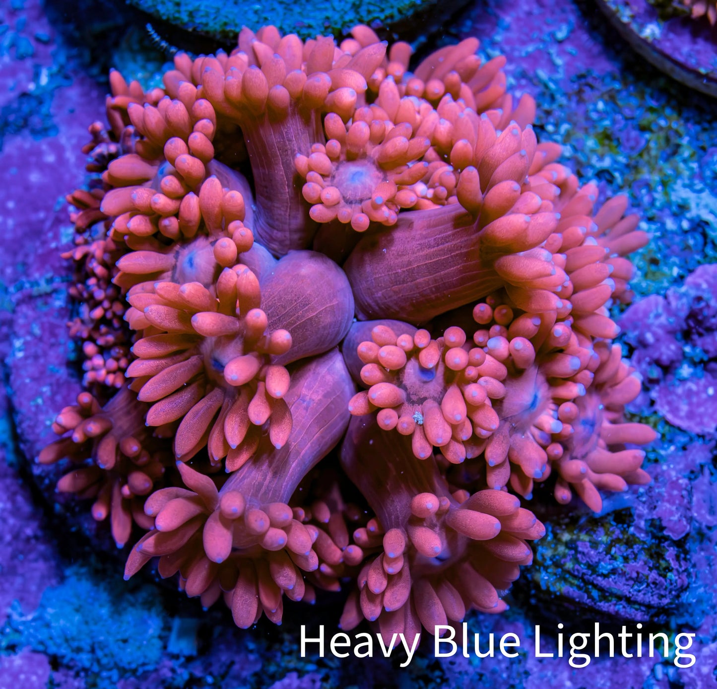 Ultra Pink Goni Frag WYSIWYG Ultra Pink Goni Frag WYSIWYG Animals & Pet Supplies Ultra Pink Goni Frag WYSIWYG Zeo Box Reef