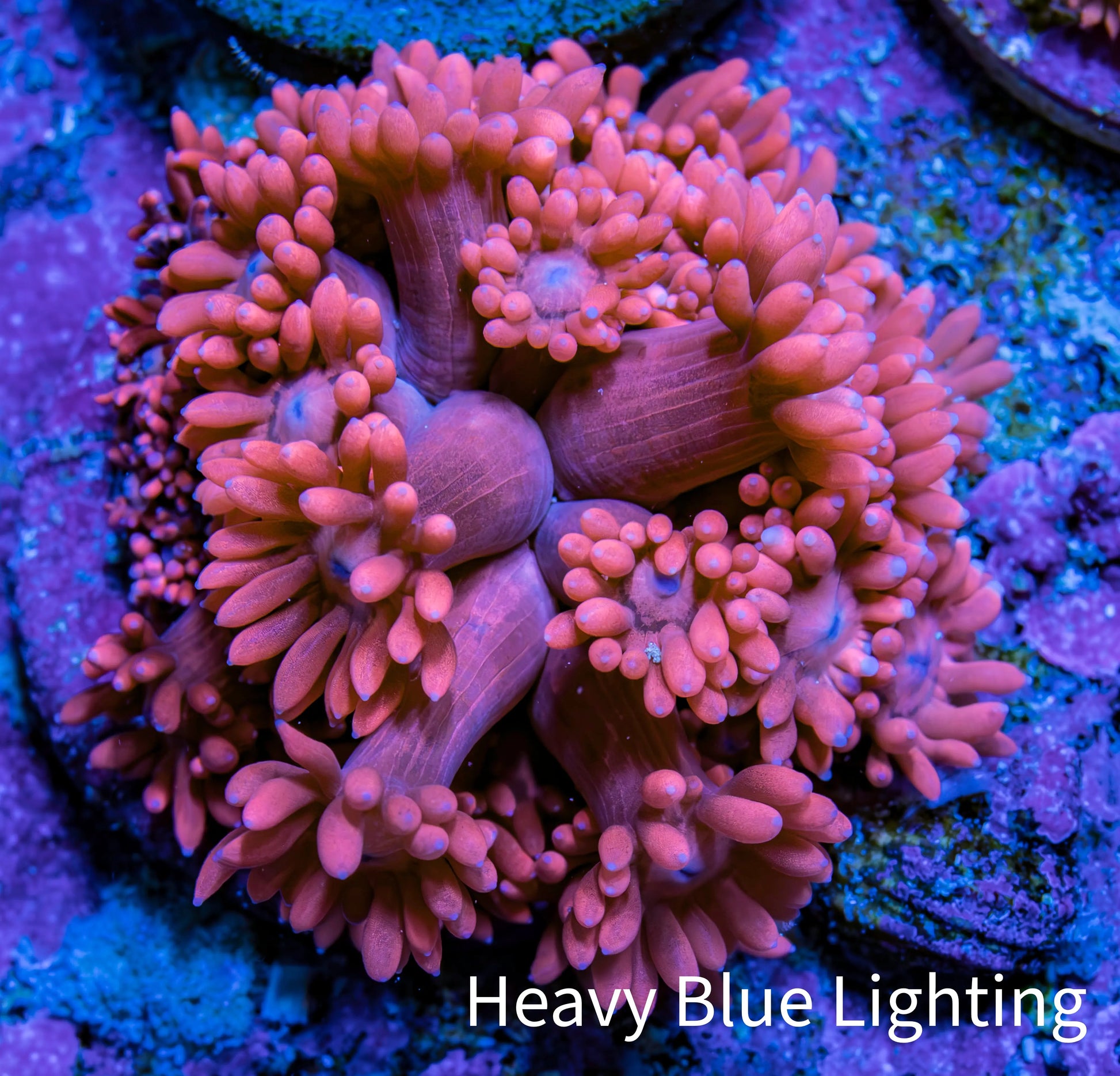 Ultra Pink Goni Frag WYSIWYG Ultra Pink Goni Frag WYSIWYG Animals & Pet Supplies Ultra Pink Goni Frag WYSIWYG Zeo Box Reef